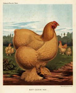 Buff cochin høne av J. W. (after) Ludlow