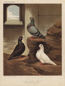 Duer: afrikanske ugler, blå, svarte og hvite (farge litho)