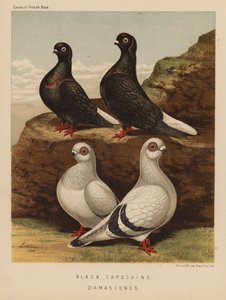 Duer: Svarte kapusiner; Damascenes (farge litho) av J. W. (after) Ludlow