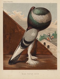 Duer: Blue Pouter Cock (farge litho) av J. W. (after) Ludlow