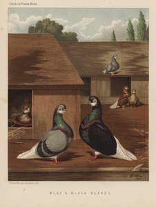 Duer: blått og svart skjegg (farge litho) av J. W. (after) Ludlow