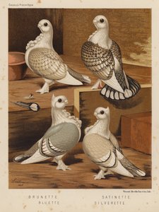 Duer: Brunette; Satinette; Bluette; Silverette (farge litho) av J. W. (after) Ludlow