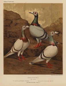 Duer: Dragoons, blå, sølv, brun stang, sølv, svart stang, Birmingham Fancy (farge litho) av J. W. (after) Ludlow