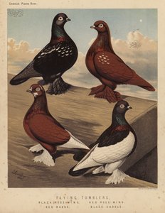 Duer: flygende tumblere, svart rosevinge, rød rosevinge, rødt merke, svart sal (litho-farge) av J. W. (after) Ludlow