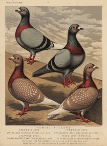 Pigeons: Homing Pigeons (farge litho) av J. W. (after) Ludlow