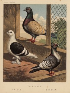 Duer: Hyacinth; Skjold; Suabian (farge litho) av J. W. (after) Ludlow