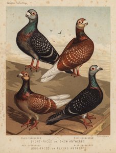 Duer: kort-ansiktet eller show-antwerper, blå-rutet, rød-sjakk; Langansiktede eller flygende Antwerpener, rødrutet, blårutet (farge litho) av J. W. (after) Ludlow