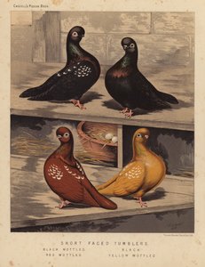 Duer: Tumblere med kort ansikt, svart flekkete, svarte, rødflekkede, gulflekkede (farge litho) av J. W. (after) Ludlow