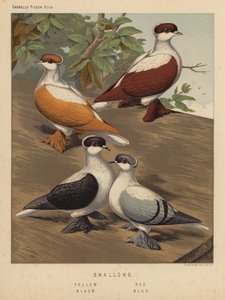 Duer: Svaler, gul, rød, svart, blå (farge litho)