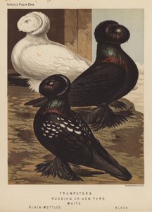 Duer: trompetister, russisk eller ny type, hvit, svart-flekkete, svart (litho-farge)
