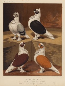 Duer: Turbiteens, blå og svarte, crested, rød og gul, vanlig hode (farge litho) av J. W. (after) Ludlow