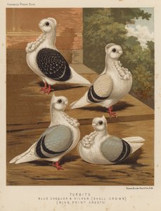 Duer: Turbits, Blue Checker and Silver, Shell Crown, Blue, Point Crests (farge litho) av J. W. (after) Ludlow