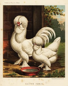 Sultanfugler, Gallus tamhane av J. W. (after) Ludlow