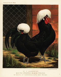 Hvittoppede svarte polske kyllinger