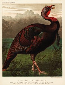 Vill amerikansk kalkunhane, Meleagris gallopavo av J. W. (after) Ludlow
