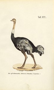  av J. W. Tenhaeff