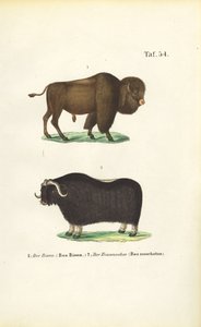  av J. W. Tenhaeff