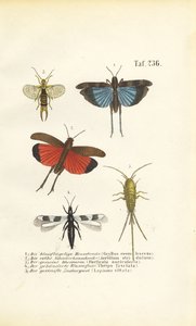  av J. W. Tenhaeff