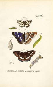 Sommerfugler med larver og metamorfosestadier av J. W. Tenhaeff