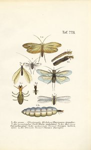  av J. W. Tenhaeff