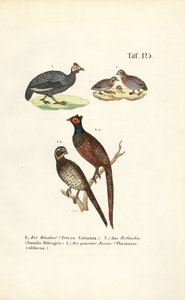  av J. W. Tenhaeff