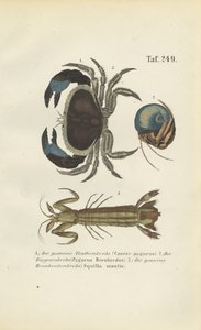  av J. W. Tenhaeff