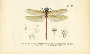 Øyenstikkere med munndelene og larvene sine av J. W. Tenhaeff