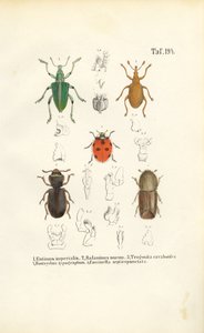 Økonomisk viktige billearter av J. W. Tenhaeff