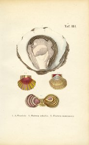 Spiselige østers og kamskjell av J. W. Tenhaeff