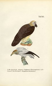  av J. W. Tenhaeff