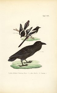  av J. W. Tenhaeff