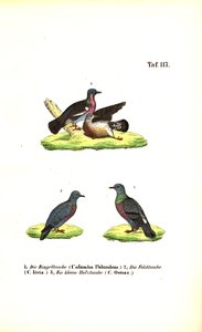 Europeiske ville duer av J. W. Tenhaeff