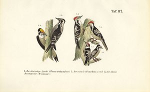  av J. W. Tenhaeff