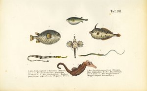 Eksotisk marin fisk og sjøhesten av J. W. Tenhaeff