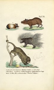 Eksotiske gnagere av J. W. Tenhaeff