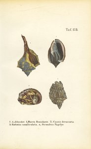  av J. W. Tenhaeff