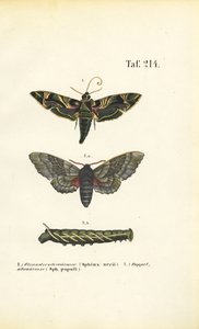  av J. W. Tenhaeff