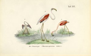  av J. W. Tenhaeff