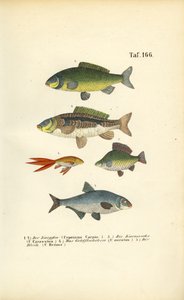 Ferskvannsfisk av karpefamilien av J. W. Tenhaeff