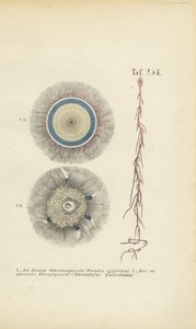 Kjempestor blåknapp- og rødrotmanet av J. W. Tenhaeff