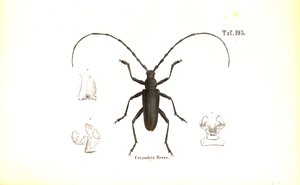  av J. W. Tenhaeff