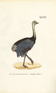  av J. W. Tenhaeff