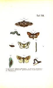  av J. W. Tenhaeff
