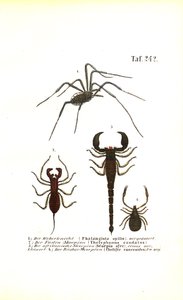 Høstmann og skorpioner av J. W. Tenhaeff