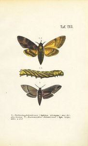 Haukmøll av familien Sphingidae av J. W. Tenhaeff