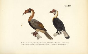  av J. W. Tenhaeff