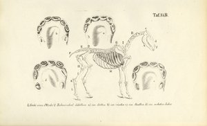 Hestens anatomi: Skjelett- og tannutvikling av J. W. Tenhaeff