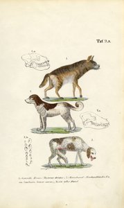 Hyene, tamhund og gammel hund med illustrasjoner av hodeskaller av J. W. Tenhaeff