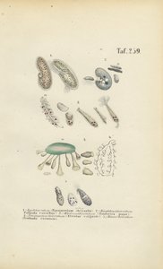 Infusoria: Paramecium, Stentor og andre ciliater av J. W. Tenhaeff