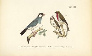  av J. W. Tenhaeff